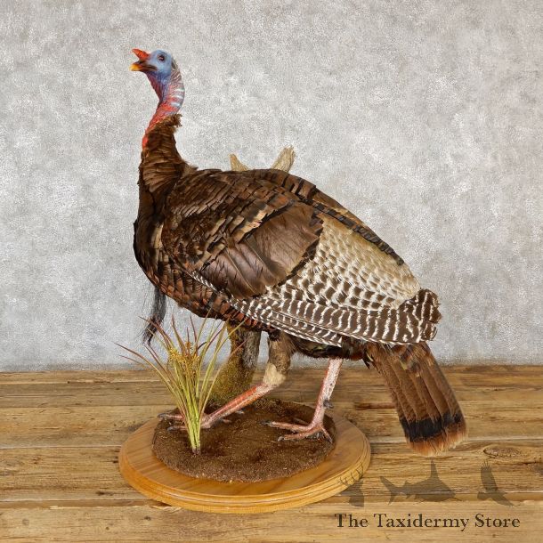 Eastern Turkey Bird Mount For Sale #19352 @ The Taxidermy Store