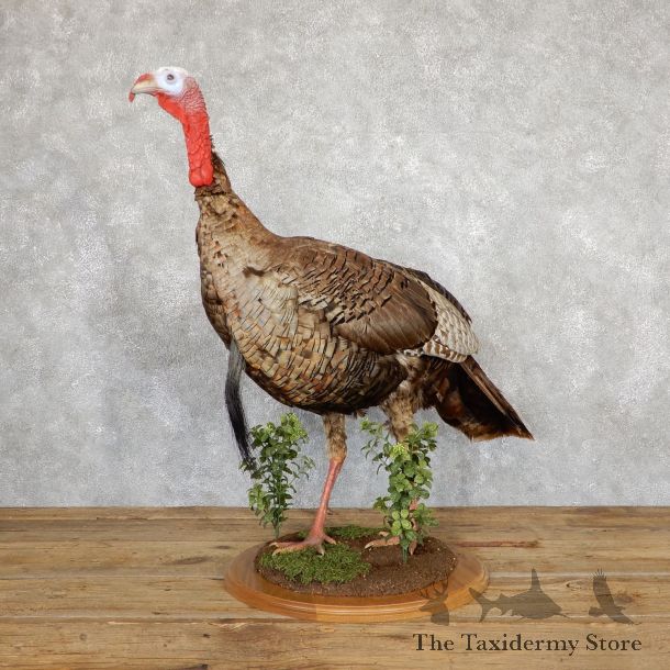 Eastern Turkey Bird Mount For Sale #19566 @ The Taxidermy Store