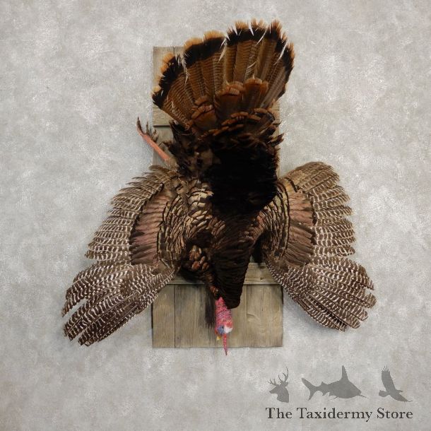 Eastern Turkey Bird Mount For Sale #20302 @ The Taxidermy Store