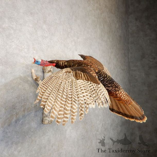 Eastern Turkey Bird Mount For Sale #20605 @ The Taxidermy Store