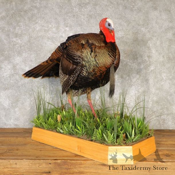 Eastern Turkey Bird Mount For Sale #20609 @ The Taxidermy Store