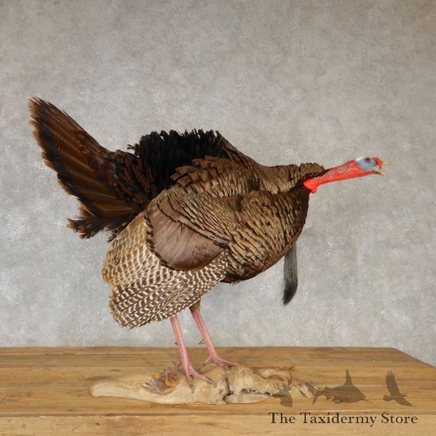 Eastern Turkey Bird Mount For Sale #20611 @ The Taxidermy Store