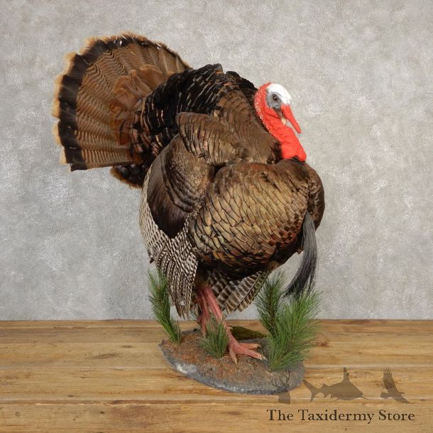 Eastern Turkey Bird Mount For Sale #20665 @ The Taxidermy Store
