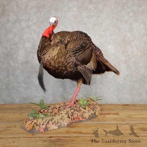 Eastern Turkey Bird Mount For Sale #20666 @ The Taxidermy Store