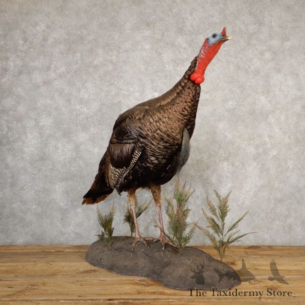 Eastern Turkey Bird Mount For Sale #20667 @ The Taxidermy Store