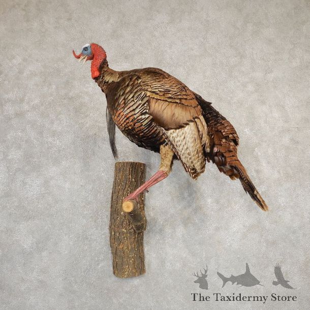 Eastern Turkey Bird Mount For Sale #20789 @ The Taxidermy Store