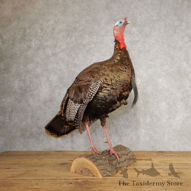 Eastern Turkey Bird Mount For Sale #21007 @ The Taxidermy Store