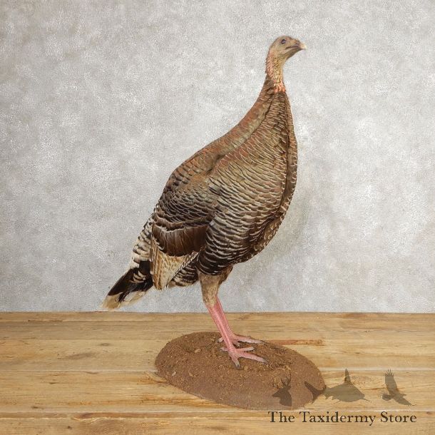 Eastern Turkey Bird Mount For Sale #21009 @ The Taxidermy Store