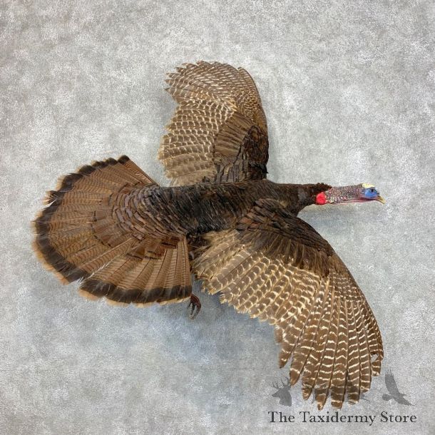 Eastern Turkey Bird Mount For Sale #21720 @ The Taxidermy Store