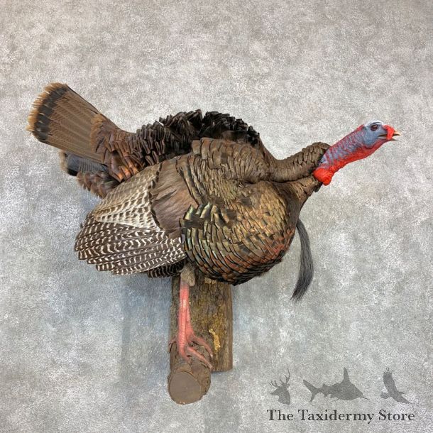 Eastern Turkey Bird Mount For Sale #22081 @ The Taxidermy Store