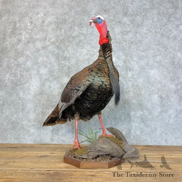 Eastern Turkey Bird Mount For Sale #22816 @ The Taxidermy Store