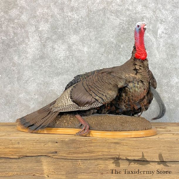 Eastern Turkey Bird Mount For Sale #22817 @ The Taxidermy Store