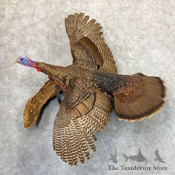 Eastern Turkey Bird Mount For Sale #22979 @ The Taxidermy Store