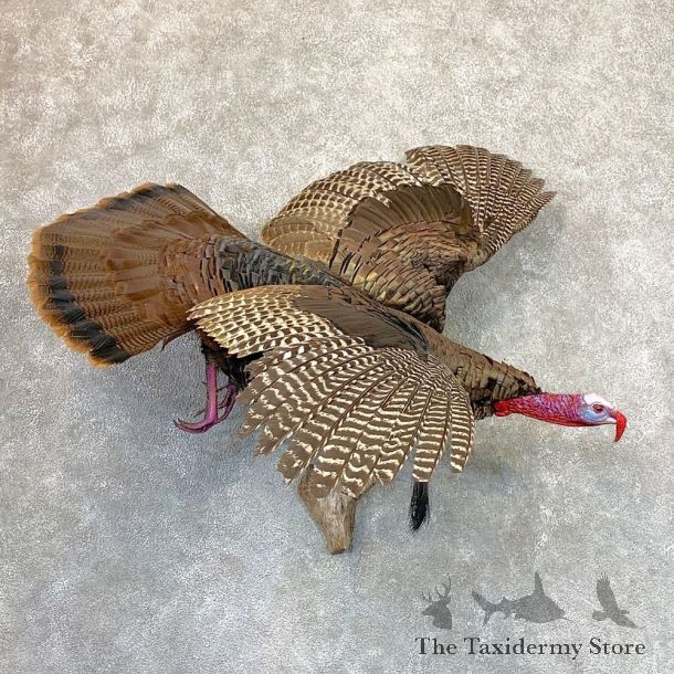 Eastern Turkey Bird Mount For Sale #22980 @ The Taxidermy Store