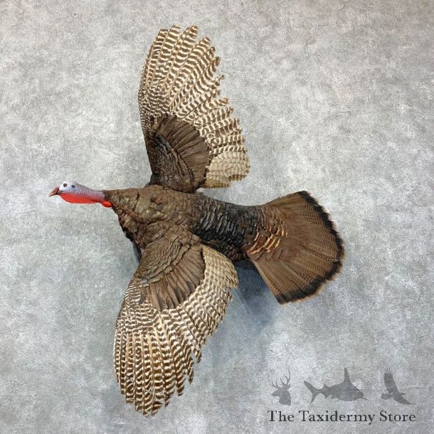 Eastern Turkey Bird Mount For Sale #23139 @ The Taxidermy Store