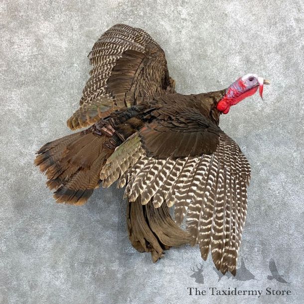 Eastern Turkey Bird Mount For Sale #23587 @ The Taxidermy Store