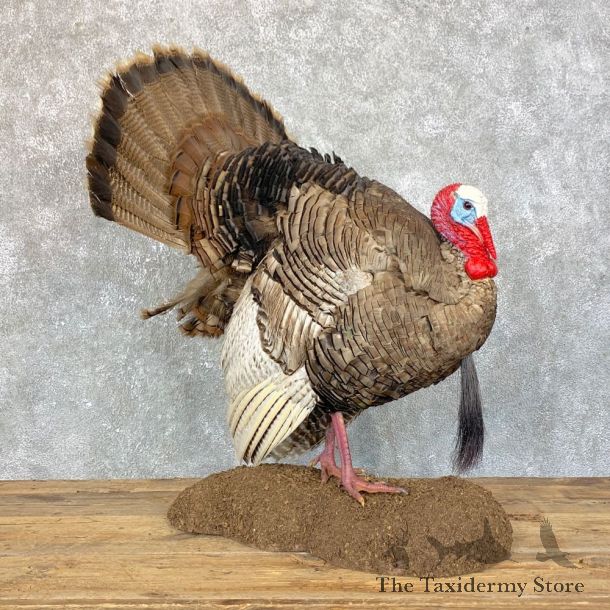 Eastern Turkey Bird Mount For Sale #23934 @ The Taxidermy Store