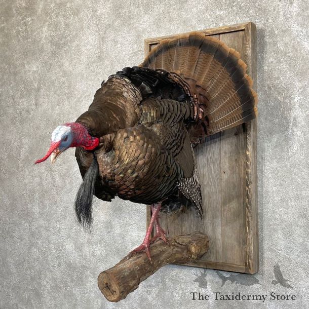 Eastern Turkey Bird Mount For Sale #24526 @ The Taxidermy Store