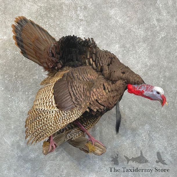 Eastern Turkey Bird Mount For Sale #24917 @ The Taxidermy Store