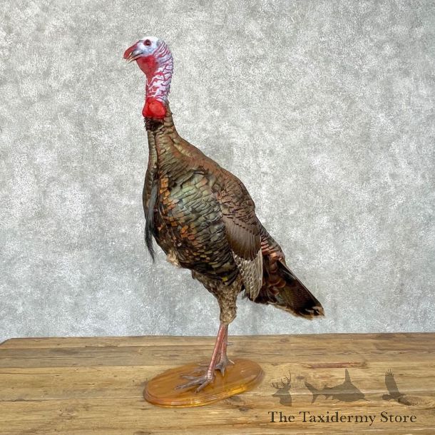 Eastern Turkey Bird Mount For Sale #24928 @ The Taxidermy Store