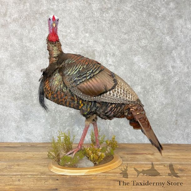 Eastern Turkey Bird Mount For Sale #24929 @ The Taxidermy Store