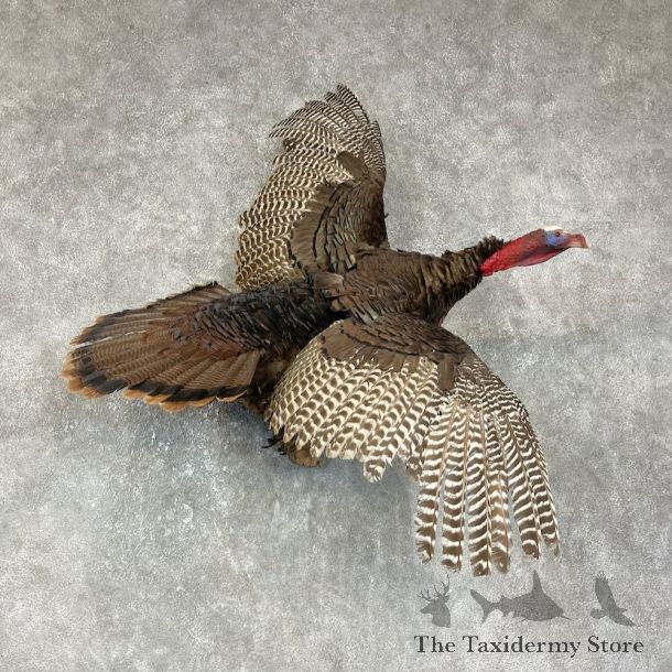 Eastern Turkey Bird Mount For Sale #25624 @ The Taxidermy Store
