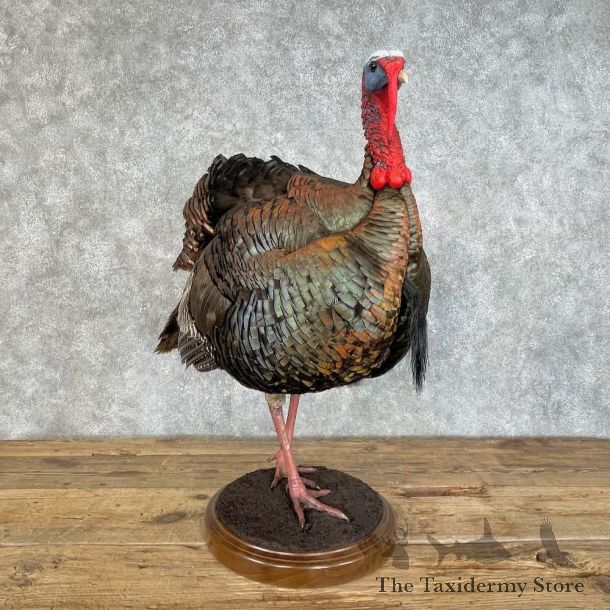 Eastern Turkey Bird Mount For Sale #25805 @ The Taxidermy Store
