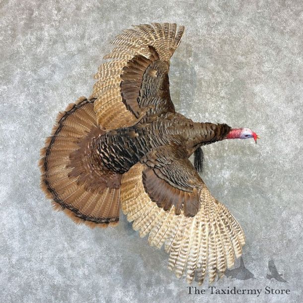Eastern Turkey Bird Mount For Sale #26522 @ The Taxidermy Store