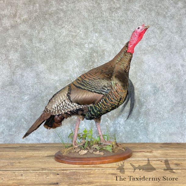 Eastern Turkey Bird Mount For Sale #26617 @ The Taxidermy Store