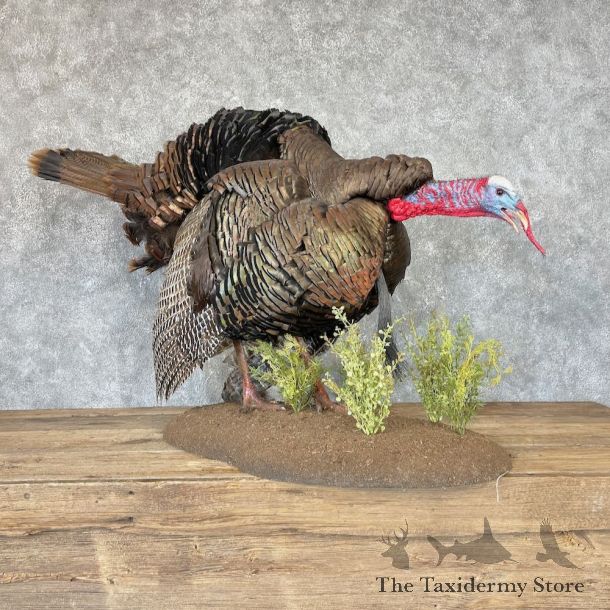 Eastern Turkey Bird Mount For Sale #26628 @ The Taxidermy Store