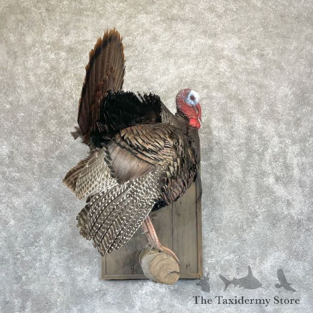 Eastern Turkey Bird Mount For Sale #28292 @ The Taxidermy Store