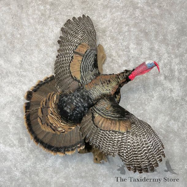 Eastern Turkey Bird Mount For Sale #28549 @ The Taxidermy Store