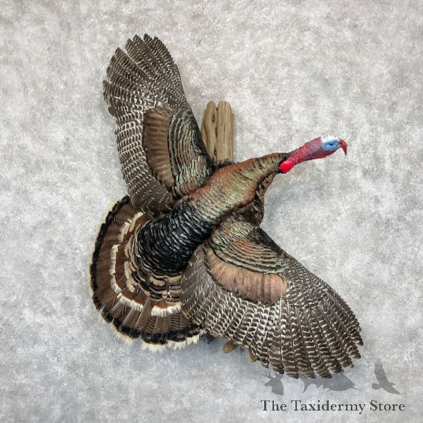 Eastern Turkey Bird Mount For Sale #28550 @ The Taxidermy Store