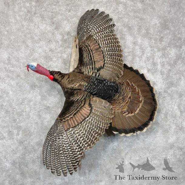 Eastern Turkey Bird Mount For Sale #28557 @ The Taxidermy Store