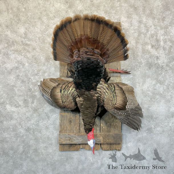 Eastern Turkey Bird Mount For Sale #29200 @ The Taxidermy Store