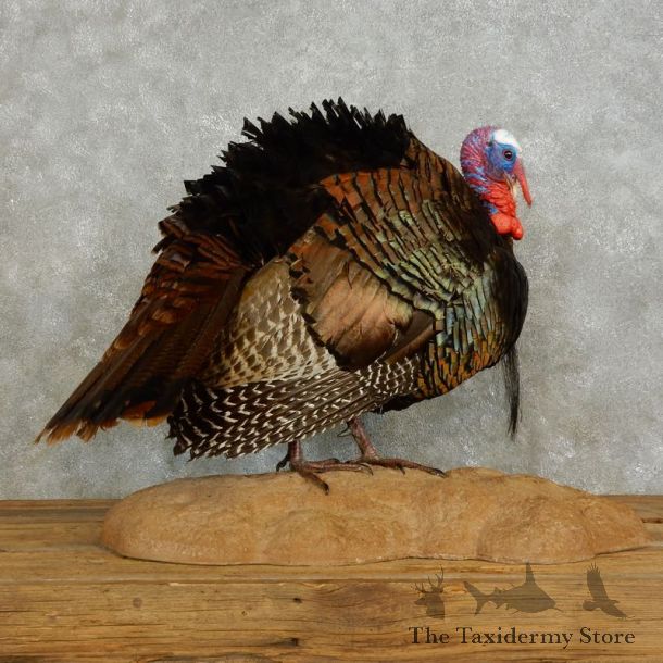Eastern Turkey Bird Mount For Sale #17567 @ The Taxidermy Store