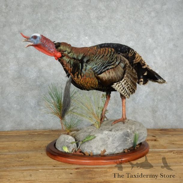 Eastern Turkey Bird Mount For Sale #18002 @ The Taxidermy Store