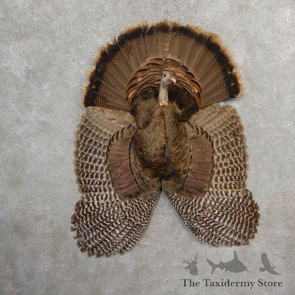Eastern Wild Turkey Bearded Hen Half Life Size Mount #21141 For Sale @ The Taxidermy Store