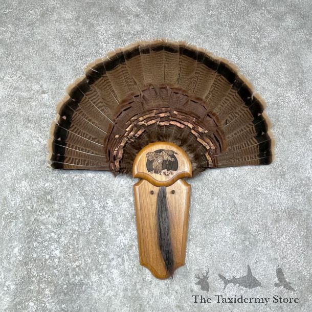 Eastern Wild Turkey Fan For Sale #25633 @ The Taxidermy Store