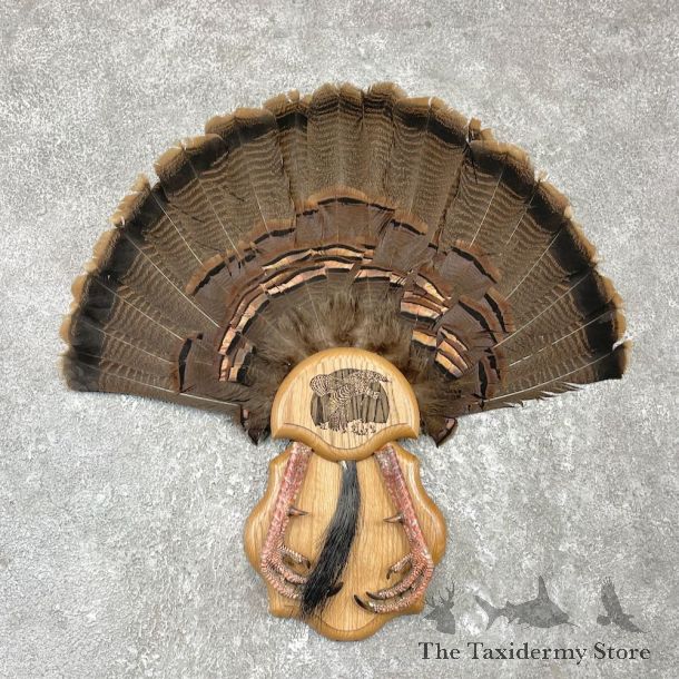 Eastern Wild Turkey Fan For Sale #26157 @ The Taxidermy Store