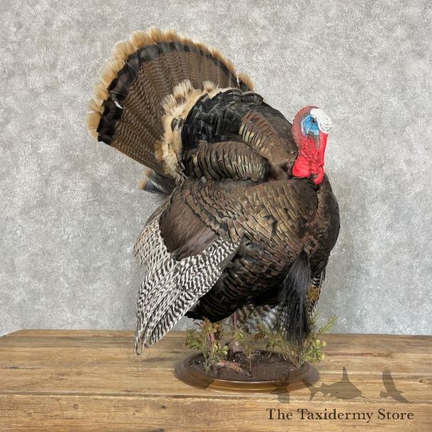Eastern Wild Turkey Bird Mount For Sale #27739 @ The Taxidermy Store