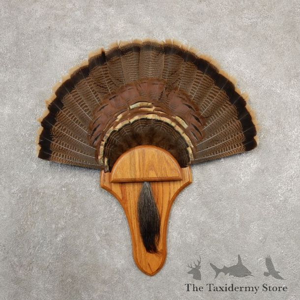 Eastern Wild Turkey Fan For Sale #20683 @ The Taxidermy Store
