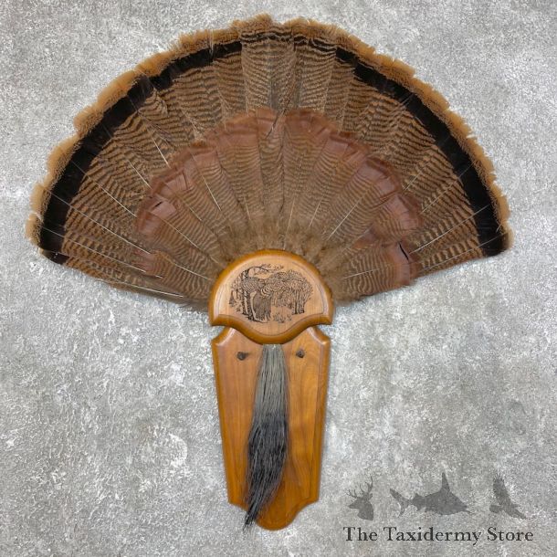 Eastern Wild Turkey Fan For Sale #25446 @ The Taxidermy Store