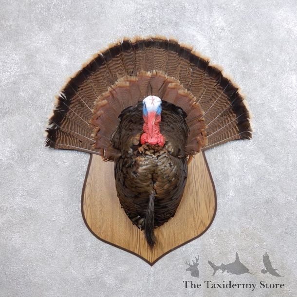 Eastern Wild Turkey Half Life Size Mount #18660 For Sale @ The Taxidermy Store