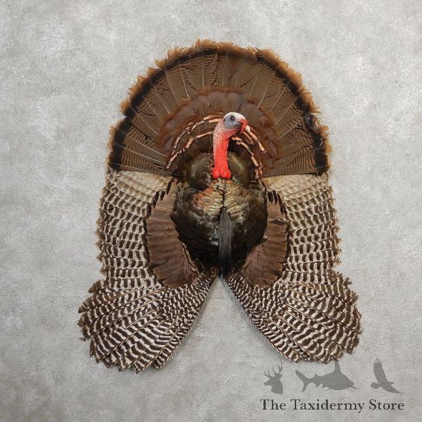Eastern Wild Turkey Half Life Size Mount #21139 For Sale @ The Taxidermy Store