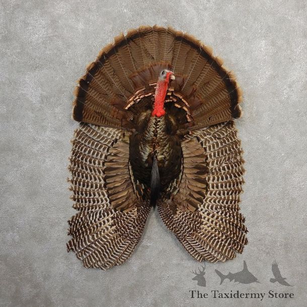 Eastern Wild Turkey Half Life Size Mount #21140 For Sale @ The Taxidermy Store