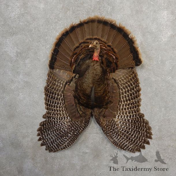 Eastern Wild Turkey Half Life Size Mount #21142 For Sale @ The Taxidermy Store
