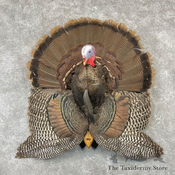 Eastern Wild Turkey Half Life Size Mount #26161 For Sale @ The Taxidermy Store