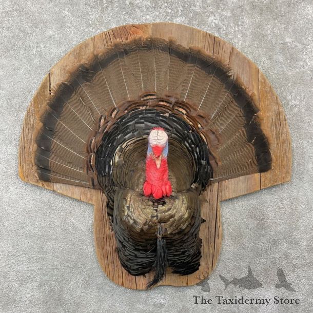 Eastern Wild Turkey Half Life Size Mount #26162 For Sale @ The Taxidermy Store