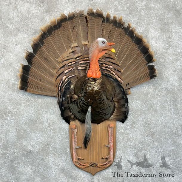 Eastern Wild Turkey Half Life Size Mount #13695 For Sale @ The Taxidermy Store